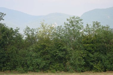 Ormanda yeşil ağaçlar