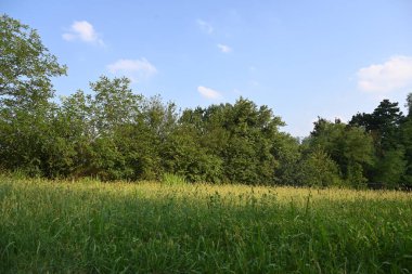 Dağ ormanında yeşil ağaçlar