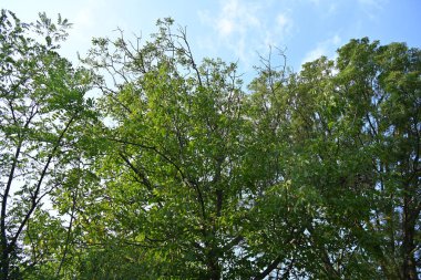 Dağ ormanında yeşil ağaçlar