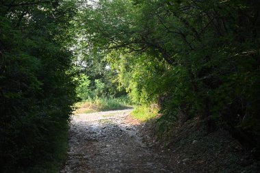 Yol yaz günü yeşil ağaçlar ve bitkilerle çevrili.