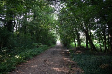 Yol yaz günü yeşil ağaçlar ve bitkilerle çevrili.