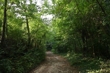 Dağ ormanında yeşil ağaçlar