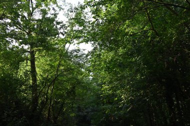 Dağ ormanında yeşil ağaçlar