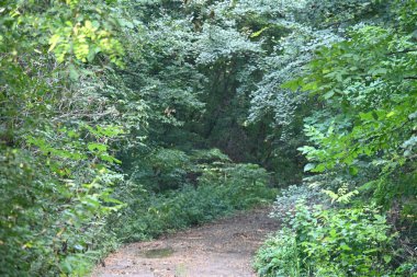 Yol yaz günü yeşil ağaçlar ve bitkilerle çevrili.
