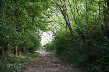 Yol yaz günü yeşil ağaçlar ve bitkilerle çevrili.