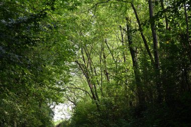 Dağ ormanında yeşil ağaçlar