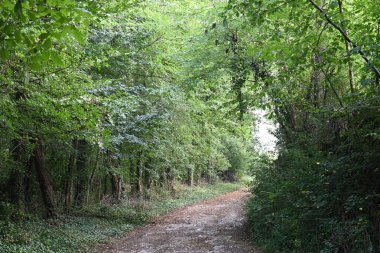 Dağ ormanında yeşil ağaçlar