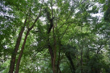 Dağ ormanında yeşil ağaçlar