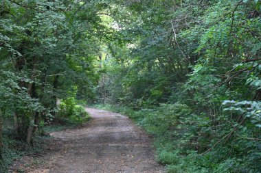 Yol yaz günü yeşil ağaçlar ve bitkilerle çevrili.