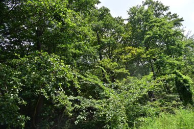 Dağ ormanında yeşil ağaçlar