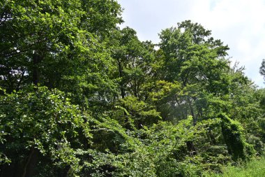 Dağ ormanında yeşil ağaçlar