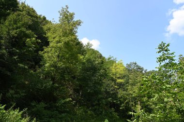 Dağ ormanında yeşil ağaçlar