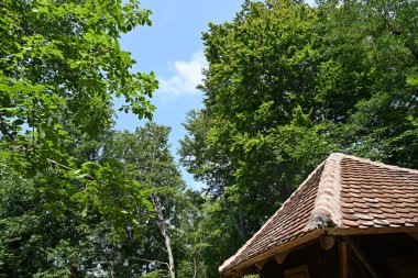 Yeşil ormandaki ağaçlar ve çalılar