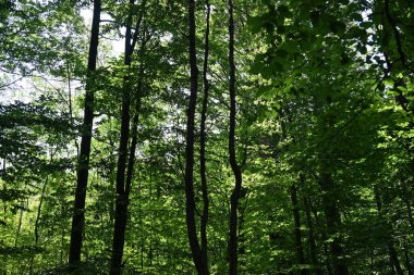 Ağaçlarla ve büyük ormanlarla dolu güzel bir manzara.