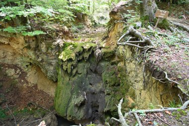 Doğanın arka planında yosun kaplı kayaların yakın plan çekimi.