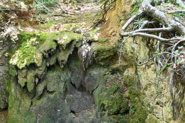Doğanın arka planında yosun kaplı kayaların yakın plan çekimi.