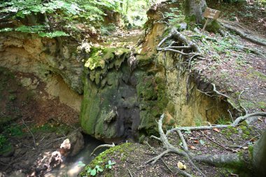 Ormanda güzel bir şelale