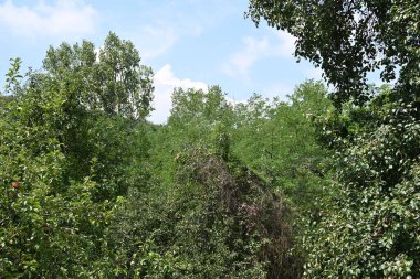 Dağ ormanında yeşil ağaçlar