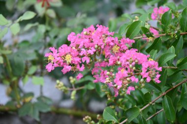 Bahçedeki pembe çiçekleri kapat.