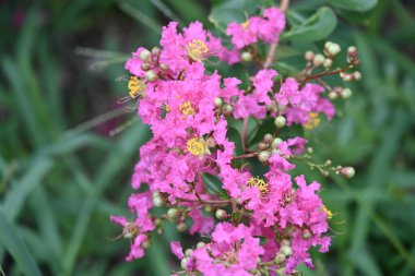 Bahçedeki pembe çiçekleri kapat.