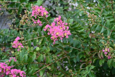 Bahçedeki pembe çiçekleri kapat.
