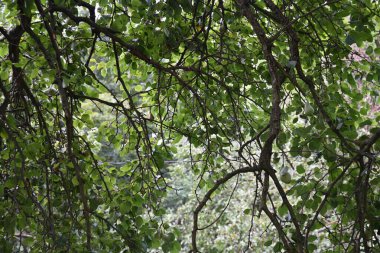 Dağ ormanında yeşil ağaçlar