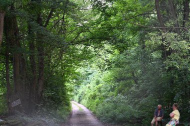 Yol yaz günü yeşil ağaçlar ve bitkilerle çevrili.