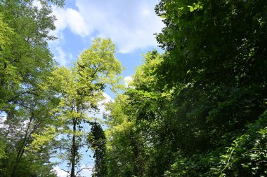 Dağ ormanında yeşil ağaçlar