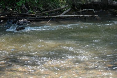 Nehirli orman manzarası
