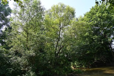 Nehirli orman manzarası