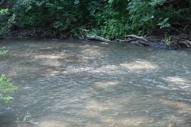 Nehirli orman manzarası