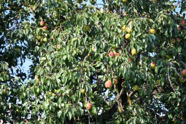 kırmızı elmalar ağaçlarda asılı doğa arka planında