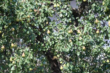 Bahçedeki ağaçta asılı yeşil armutlar