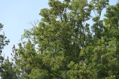 Dağ ormanında yeşil ağaçlar