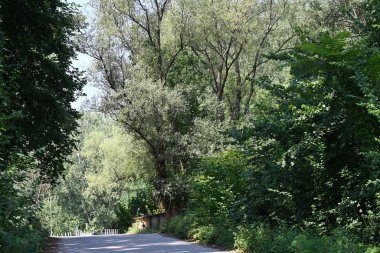 Dağ ormanında yeşil ağaçlar