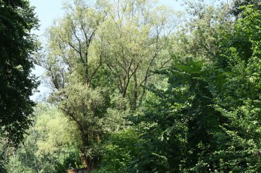 Dağ ormanında yeşil ağaçlar