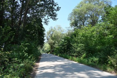 Yol yaz günü yeşil ağaçlar ve bitkilerle çevrili.