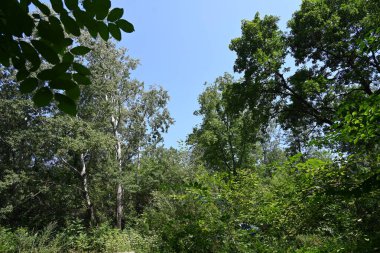 Dağ ormanında yeşil ağaçlar