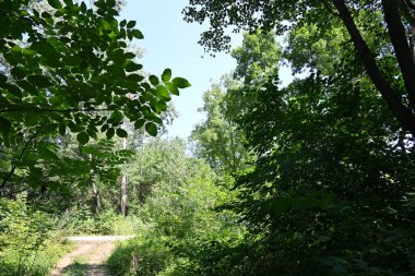 Dağ ormanında yeşil ağaçlar