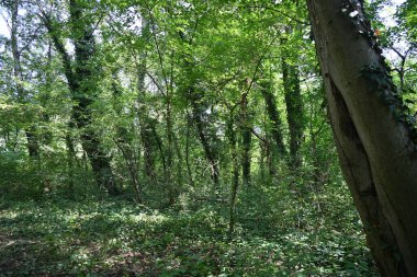 Dağ ormanında yeşil ağaçlar