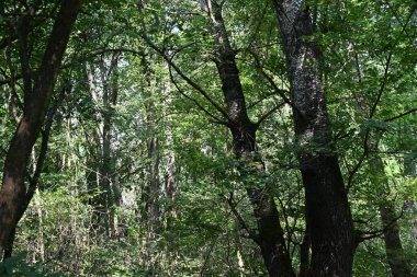Dağ ormanında yeşil ağaçlar