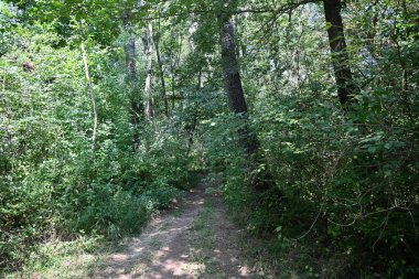 Dağ ormanında yeşil ağaçlar