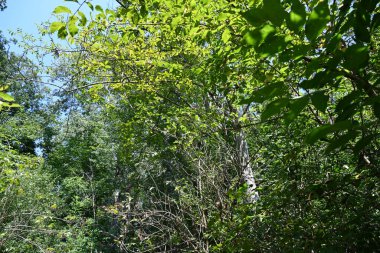 Dağ ormanında yeşil ağaçlar