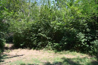 Dağ ormanında yeşil ağaçlar