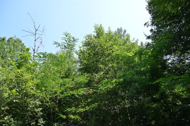 Dağ ormanında yeşil ağaçlar