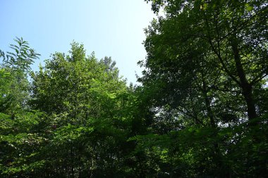 Dağ ormanında yeşil ağaçlar