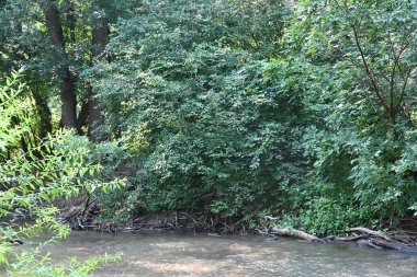 Nehirli orman manzarası