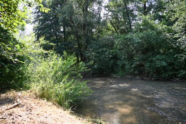 Nehirli orman manzarası