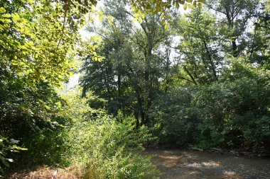 Nehirli orman manzarası