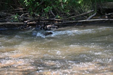 Nehirli orman manzarası